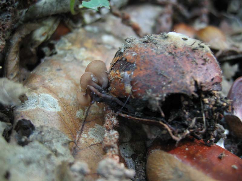 Matteuccia + microfungo sconosciuto